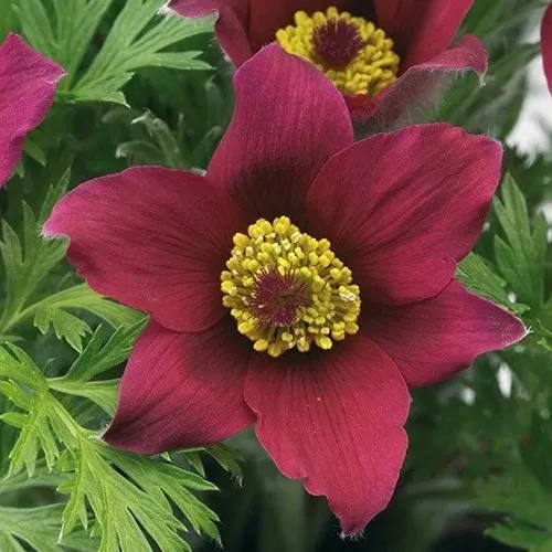 Прострел ПИНВИЛ РЕД ШЕЙДЕС в Москве