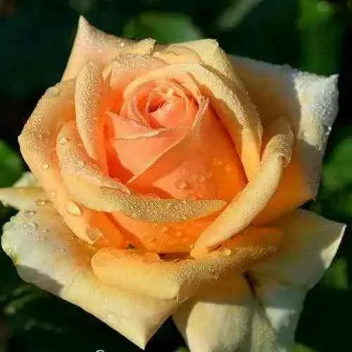 Саженцы роз ГЕЙША чайно-гибридная в Москве