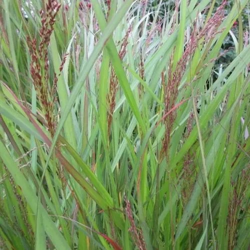 Просо ВЭРРИОР прутьевидное  Просо ВЭРРИОР прутьевидное в Москве