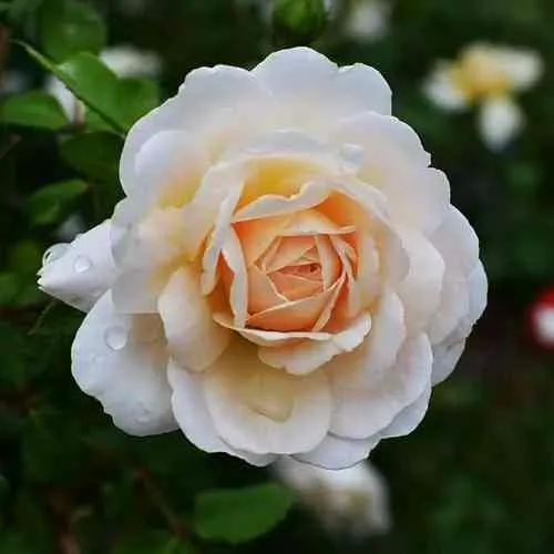 Саженцы роз КРОКУС РОУЗ английская в Москве