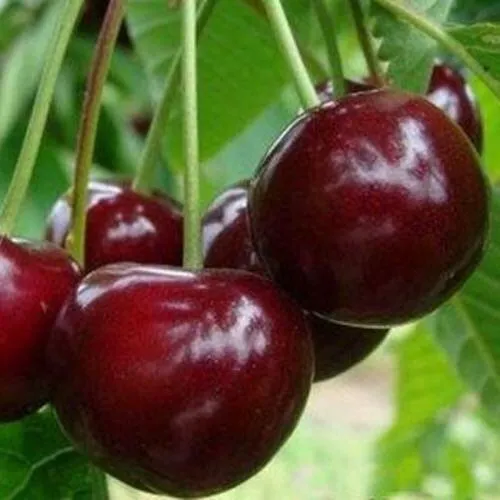 Вишня МИЛАВИЦА  Вишня МИЛАВИЦА в Москве