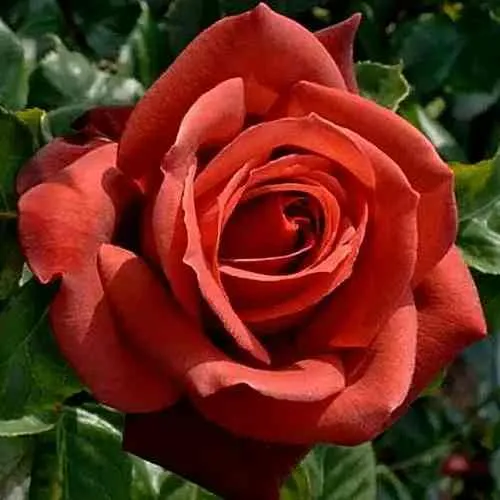 Саженцы роз ТЕРРАКОТА чайно-гибридная в Москве