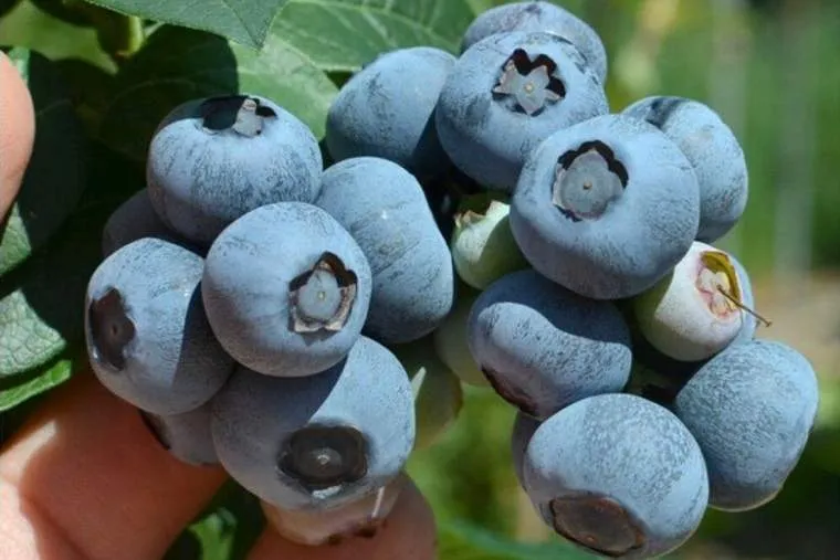 Новое обновление ассортимента голубики: высокорослая, узколистная и белоплодная сорта! Новое обновление ассортимента голубики: высокорослая, узколистная и белоплодная сорта!