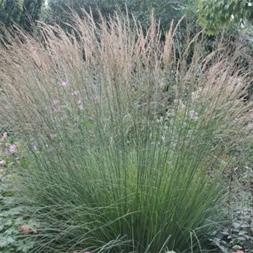 Молиния ХАЙДЕБРАУТ голубая  Молиния ХАЙДЕБРАУТ голубая в Москве