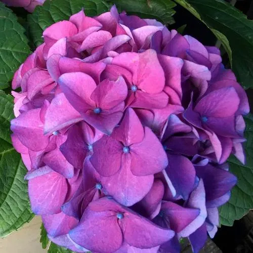 Гортензия СИБИЛЛА (МАСЯ) крупнолистная в Москве