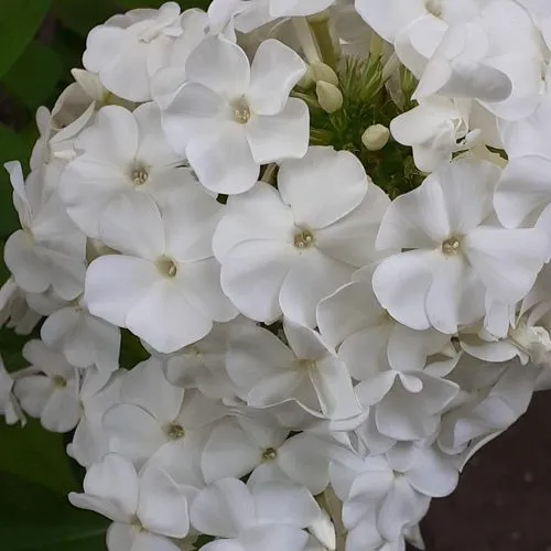 Флокс РЕМБРАНДТ метельчатый  Флокс РЕМБРАНДТ метельчатый в Москве