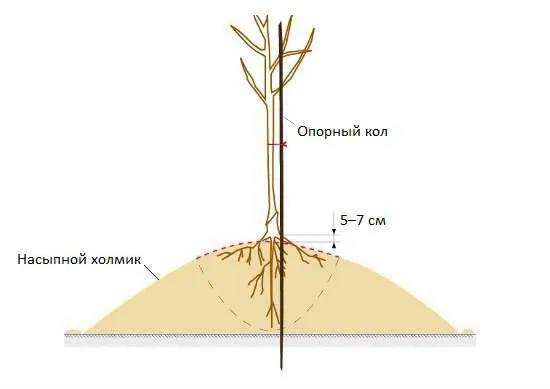 Как и когда лучше посадить саженцы?
