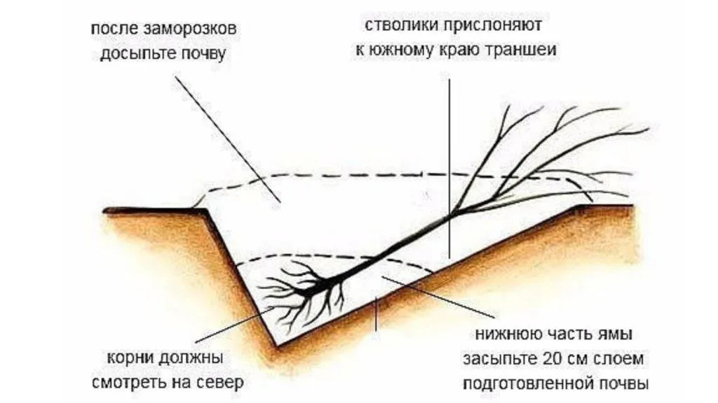 Как хранить саженцы?