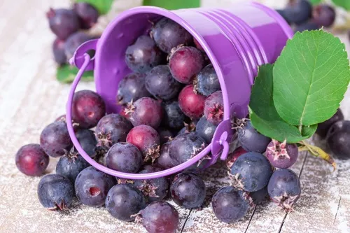 Любимица детей и птиц