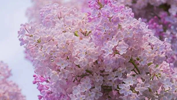 Как и где посадить сирень? 