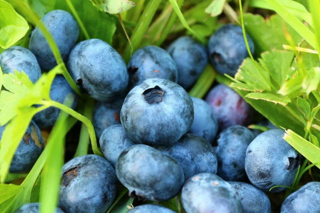 Голубика садовая: посадка и выращивание на участке Голубика садовая: посадка и выращивание на участке