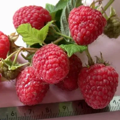 Малина ПРИМАРА Малина ПРИМАРА