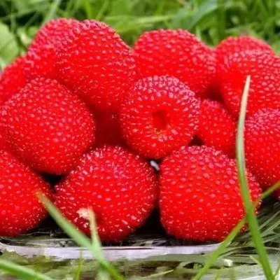 Малина ТИБЕТСКАЯ (РОЗОЛИСТНАЯ)  Малина ТИБЕТСКАЯ (РОЗОЛИСТНАЯ)