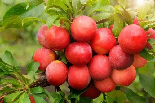 Красивая сестра сливы Красивая сестра сливы