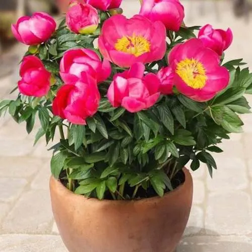 пион патио.jpg пион патио.jpg