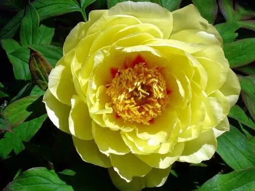 Желтый пион.jpg Желтый пион.jpg