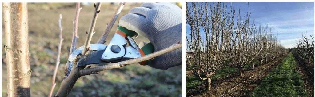 Как правильно обрезать саженцы?  Как правильно обрезать саженцы?