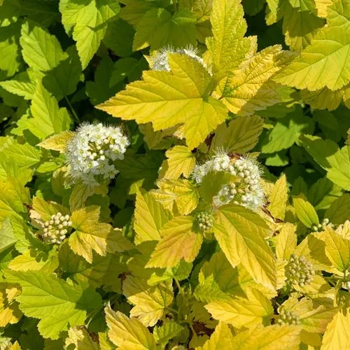 Пузыреплодник Ангел Голд.jpg Пузыреплодник Ангел Голд.jpg