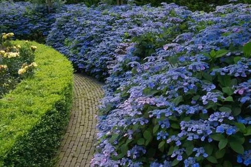 гортензия пильчатая.jpg гортензия пильчатая.jpg