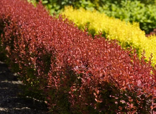 Живая изгородь Живая изгородь