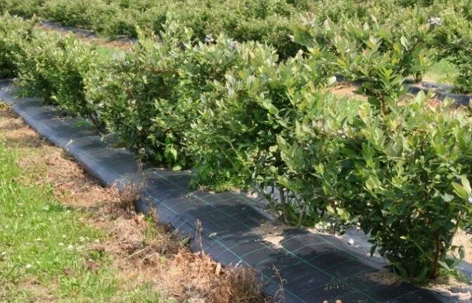 Голубика садовая: посадка и выращивание на участке Голубика садовая: посадка и выращивание на участке