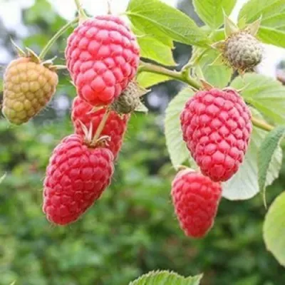 Малина ТАДМОР Малина ТАДМОР