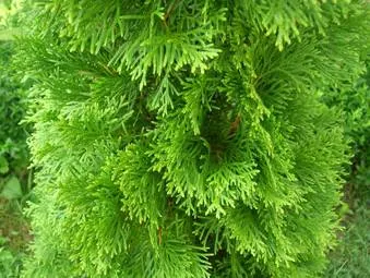 Туя смарагд: саженцы и особенности посадки  Туя смарагд: саженцы и особенности посадки