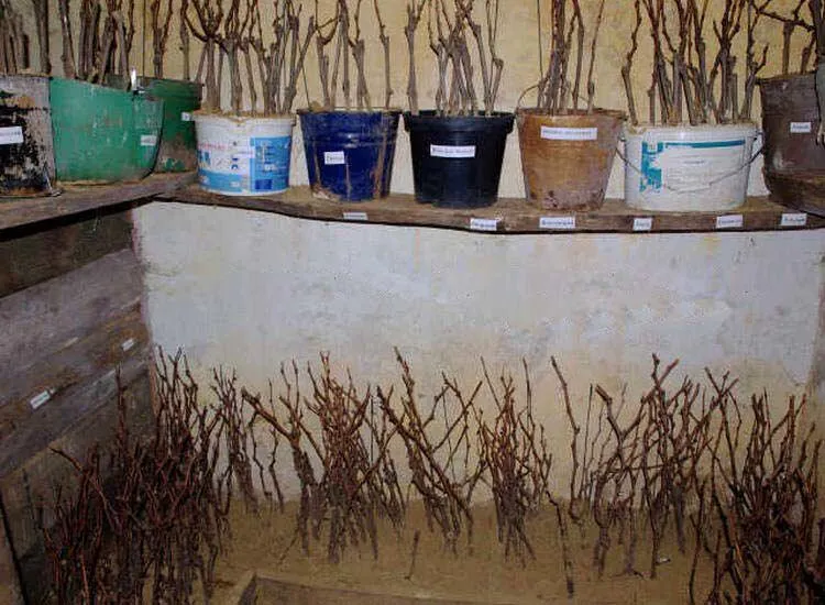 Как хранить саженцы?