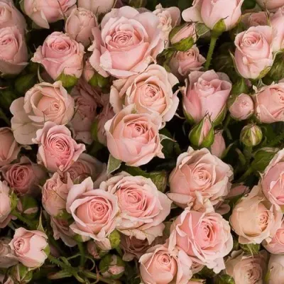 Роза ОДИЛЛИЯ спрей Роза ОДИЛЛИЯ спрей