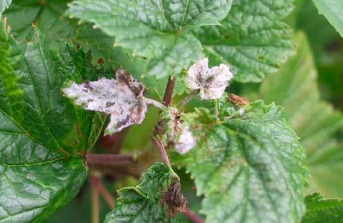 Смородина и ее особенности