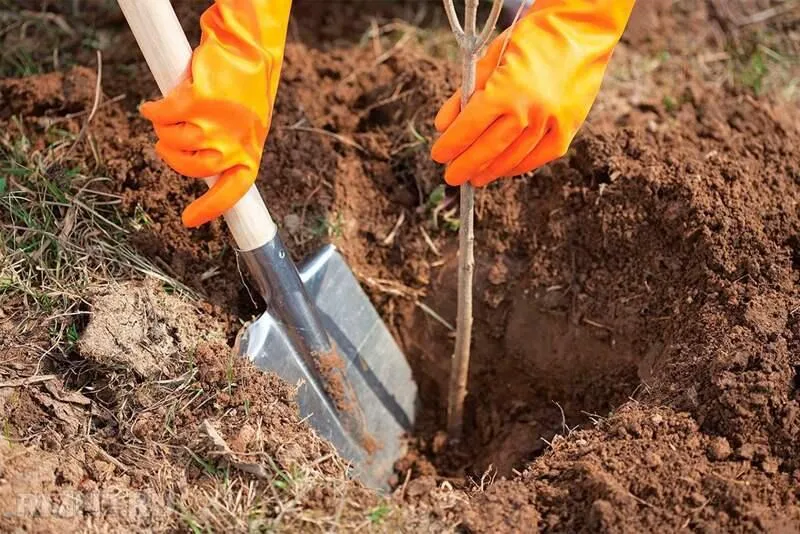 Как и когда лучше посадить саженцы?