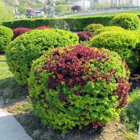 Карликовые кустарники для сада