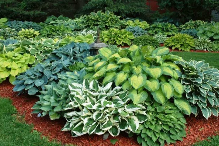hosta-2.jpg hosta-2.jpg