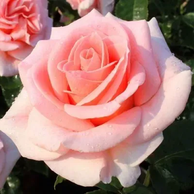 Роза ФАННИ АРДАН Роза ФАННИ АРДАН