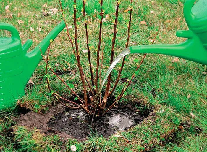 Смородина и ее особенности