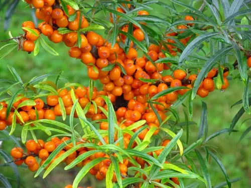 Золото в саду 1Золото в саду