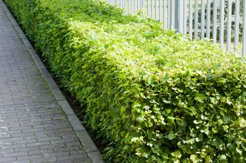 Живая изгородь Живая изгородь