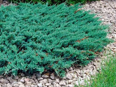 Карликовые кустарники для сада