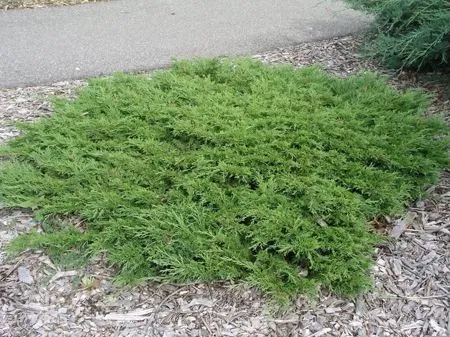 Карликовые кустарники для сада