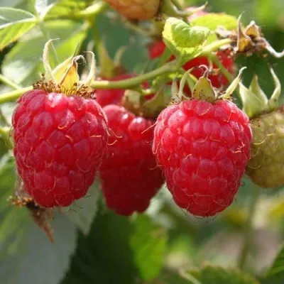 Малина МОЛЛИНГ ДЖУНО Малина МОЛЛИНГ ДЖУНО