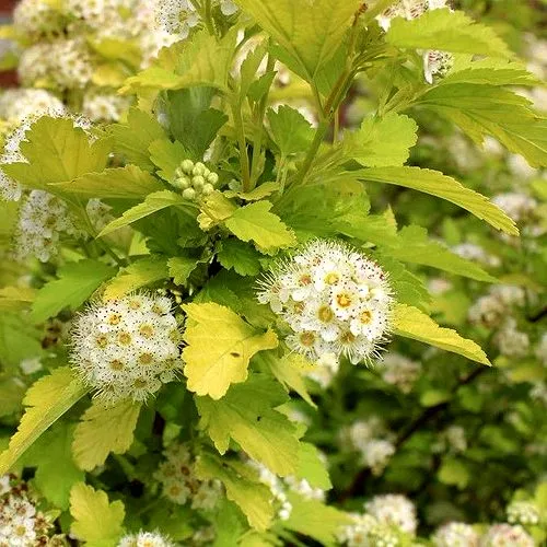 Пузыреплодник Дартс Голд1.jpg Пузыреплодник Дартс Голд1.jpg