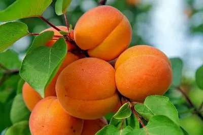 АБРИКОСЫ  АБРИКОСЫ