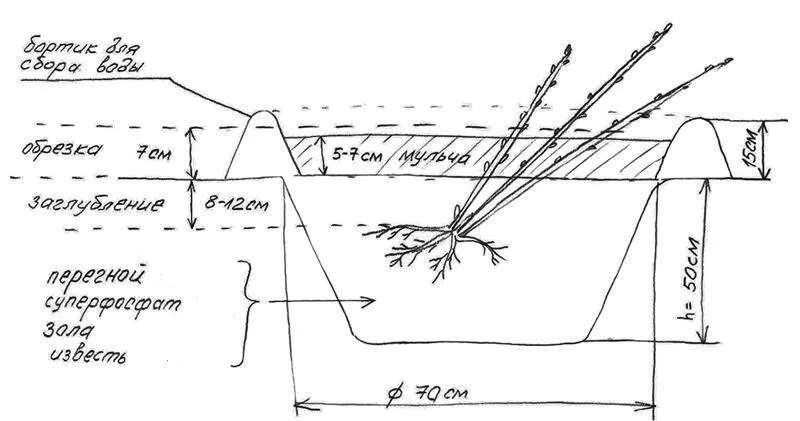 Как посадить саженцы смородины?