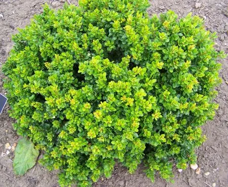 Карликовые кустарники для сада