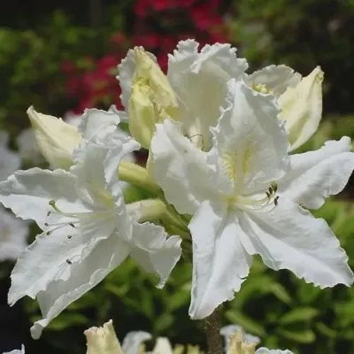 Азалия ОКСИДОЛ листопадная — описание сорта Азалия ОКСИДОЛ листопадная в Москве