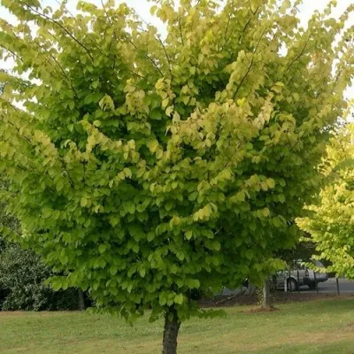 Вяз обыкновенный — описание сорта Вяз обыкновенный в Москве