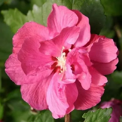 Гибискус ДЮК ДЕ БРАБАНТ сирийский  — описание сорта Гибискус ДЮК ДЕ БРАБАНТ сирийский  в Москве