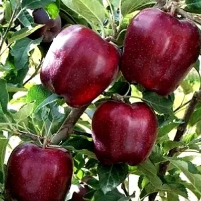 Яблоня РЕД ЧИФ — описание сорта Яблоня РЕД ЧИФ в Москве