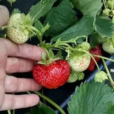 Клубника КИМБЕРЛИ в Москве