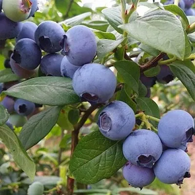 Голубика БЛЮГОЛД  Голубика БЛЮГОЛД в Москве